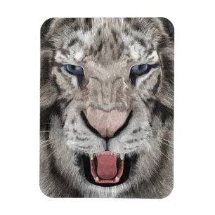 Imán Cabeza de Tigre Blanco Estética de Vida Silvestre