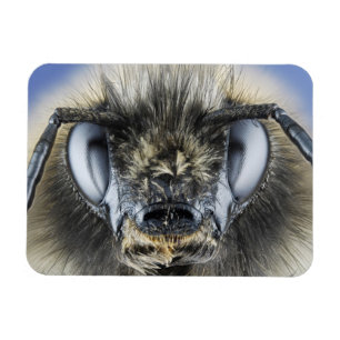 Imán Cabeza del abejorro