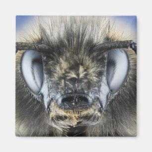 Imán Cabeza del abejorro