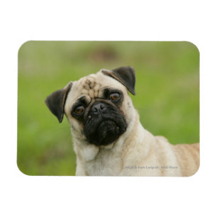 Imán Cabeza del barro amasado amontonada mirando la