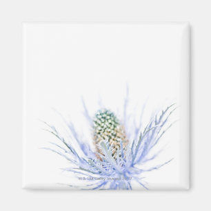 Imán Cabeza del cardo en cierre para arriba