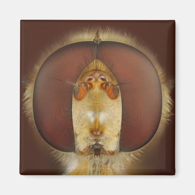 Imán Cabeza y ojos compuestos de una mosca sobrevolador (Frente)