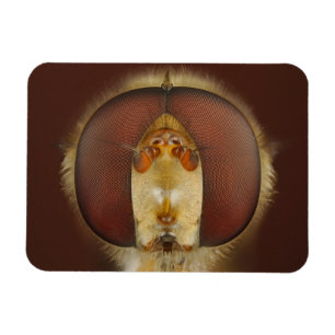 Imán Cabeza y ojos compuestos de una mosca sobrevolador