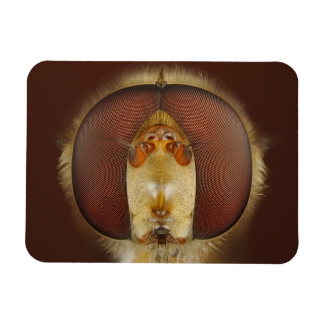 Imán Cabeza y ojos compuestos de una mosca sobrevolador (Horizontal)