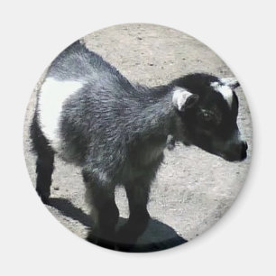 Imán Cabra bebé a la imagen del zoológico