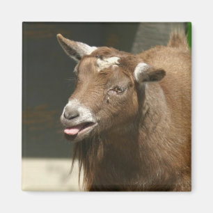 Imán cabra enana
