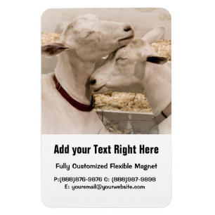 Imán Cabras contrabandeando