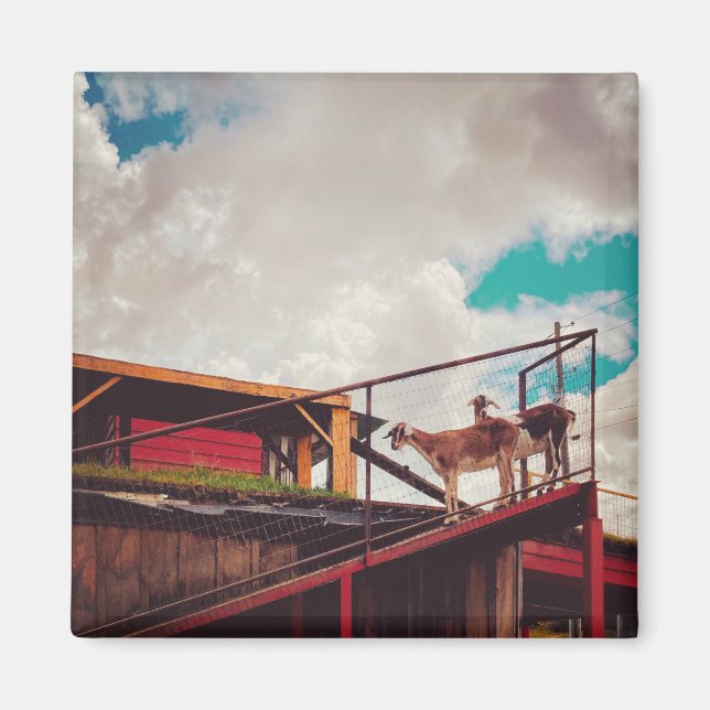 Imán cabras en el techo (Frente)