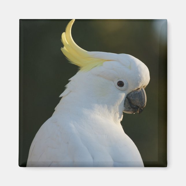 Imán cacatúa (Frente)
