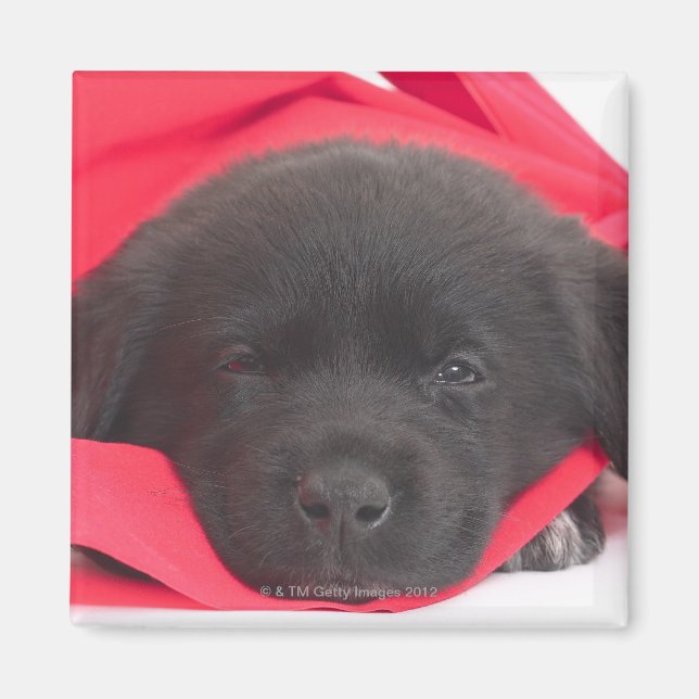 Imán Cachorro (Frente)