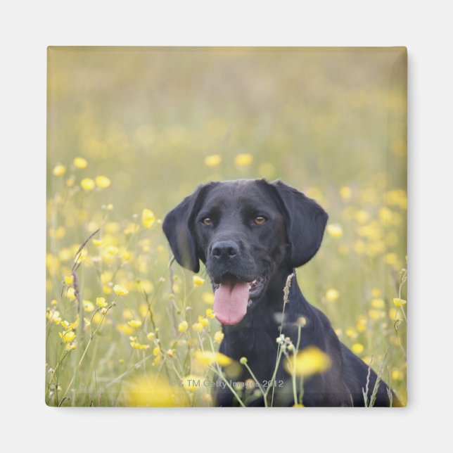 Imán Cachorro 16 meses 2 (Frente)