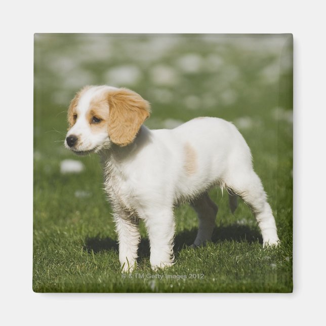 Imán Cachorro 3 (Frente)