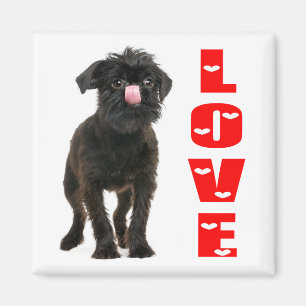 Imán Cachorro Adorable Amantes de Perros Negros Griffon