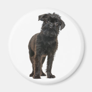 Imán Cachorro Adorable Perros Negros Amantes Brussels G