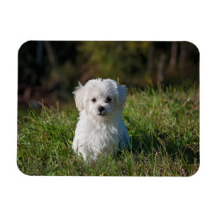 Imán Cachorro blanco adorable