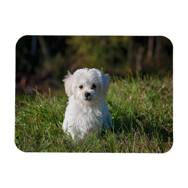 Imán Cachorro blanco adorable (Horizontal)