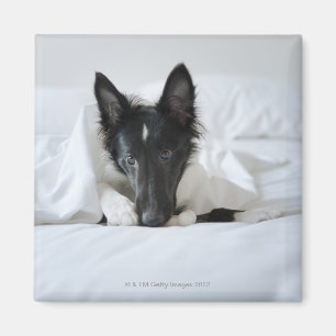 Imán cachorro blanco y negro en la cama con hueso