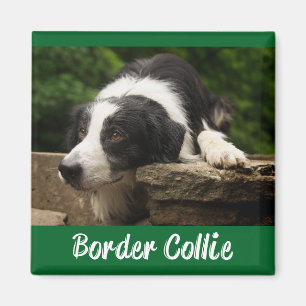 Imán Cachorro Border Collie negro y blanco fondo verde