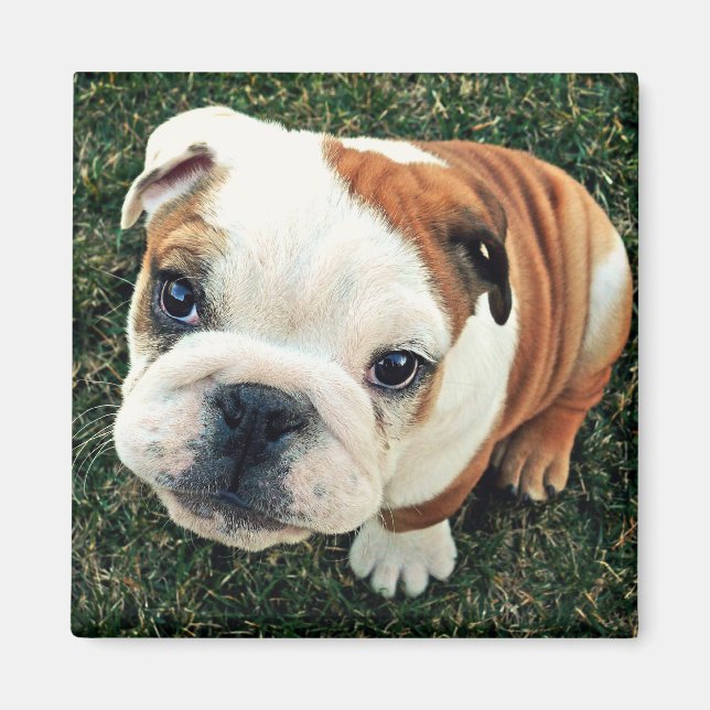 Imán Cachorro bulldog (Frente)