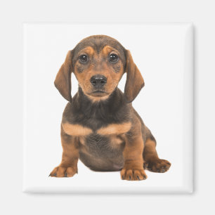 Imán Cachorro Cachorro Amor Perritos Dachshund
