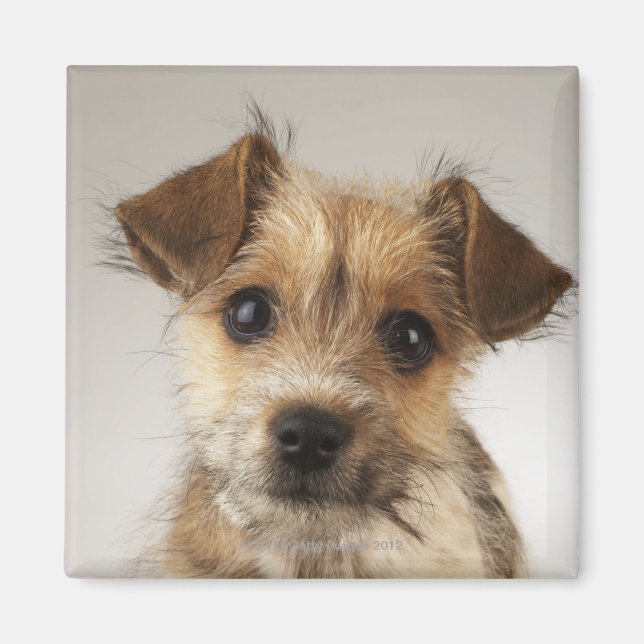 Imán Cachorro (Canis familiaris) (Frente)