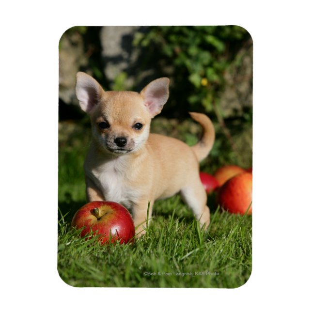 Imán Cachorro chihuahua con manzanas (Vertical)