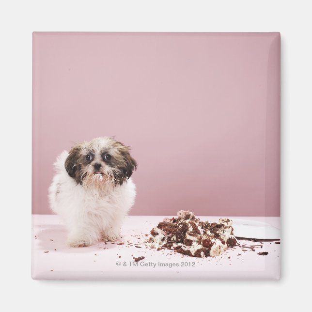 Imán Cachorro con pastel en el suelo (Frente)