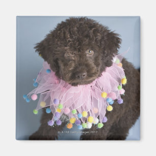 Imán Cachorro de agua italiano (Lagotto)