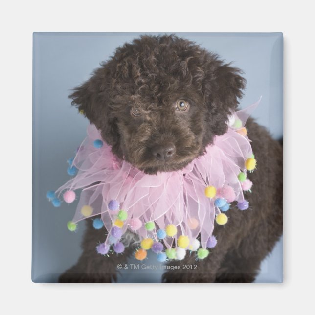 Imán Cachorro de agua italiano (Lagotto) (Frente)