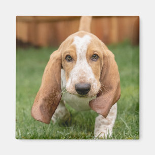 Imán Cachorro de Basset Hound Caminando