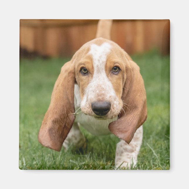 Imán Cachorro de Basset Hound Caminando (Frente)