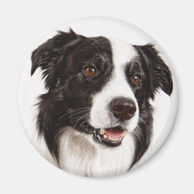 Imán Cachorro de Border Collie negro y blanco (Frente)