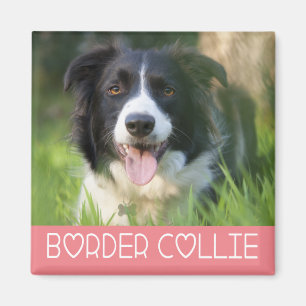 Imán Cachorro de Border Collie negro y blanco rosa