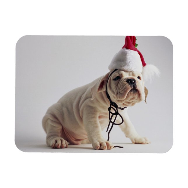 Imán Cachorro de bulldog con Sombrero Santa (Horizontal)
