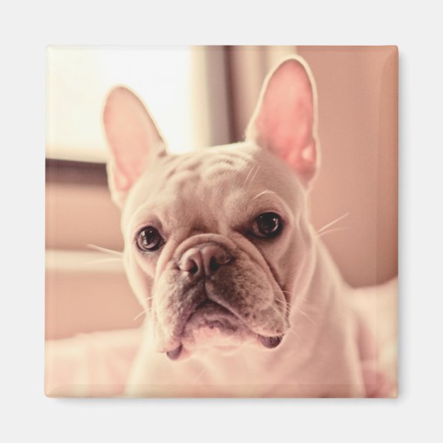 Imán Cachorro de Bulldog francés (Frente)