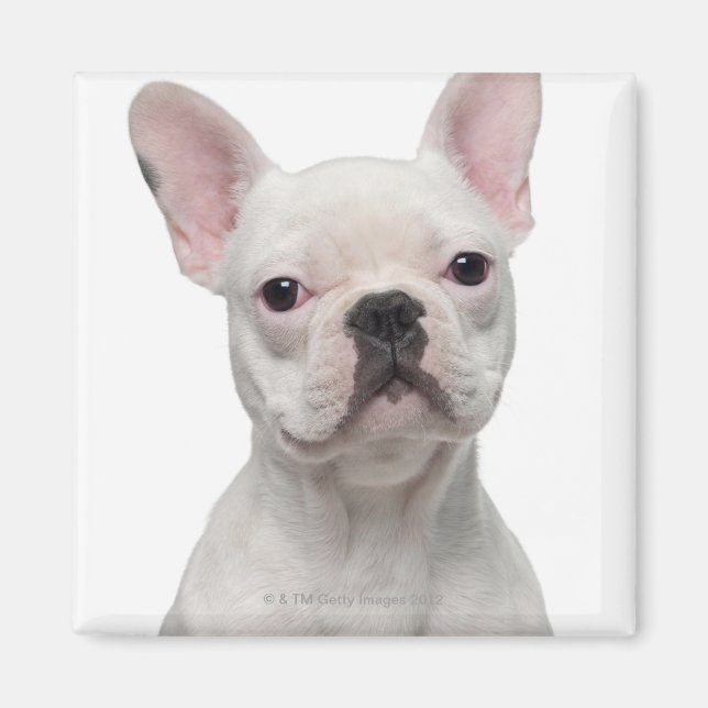 Imán Cachorro de Bulldog francés (5 meses de edad) (Frente)