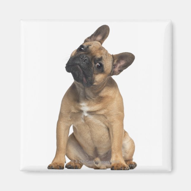 Imán cachorro de Bulldog francés (7 meses de edad) (Frente)