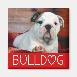 Imán Cachorro de Bulldog Inglés Amor Rojo