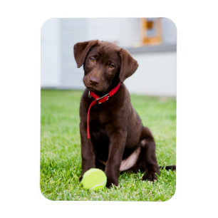 Imán Cachorro de chocolate con bola de tenis