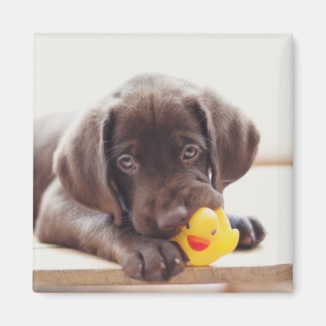 Imán Cachorro de chocolate con pato de juguete (Frente)