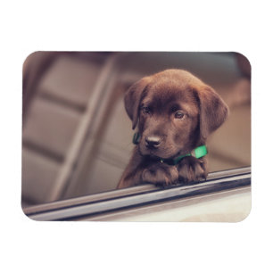 Imán Cachorro De Chocolate En Coche