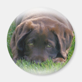 Imán Cachorro de Chocolate Lab