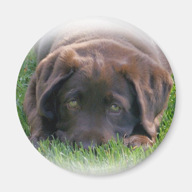 Imán Cachorro de Chocolate Lab (Frente)
