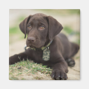 Imán Cachorro de Chocolate Lab