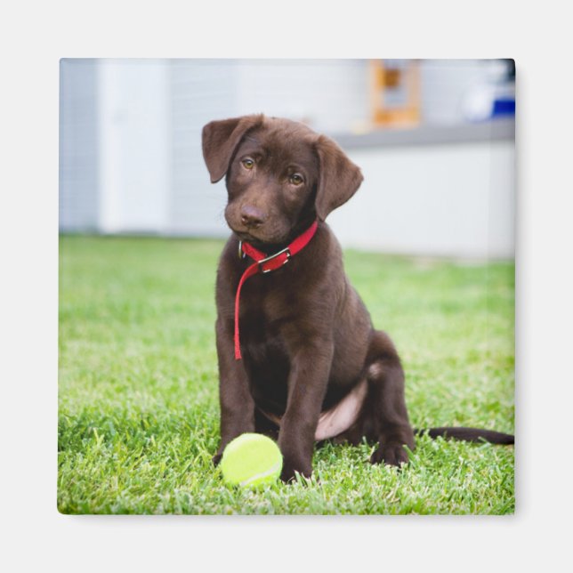 Imán Cachorro De Chocolate Labrador Con Pelota De Tenis (Frente)