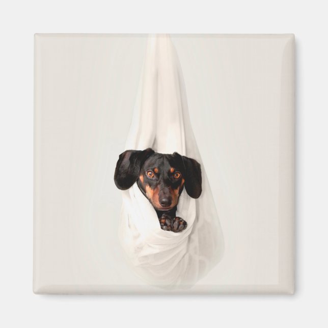 Imán Cachorro de dachshund en un perro adorable de Hamm (Frente)