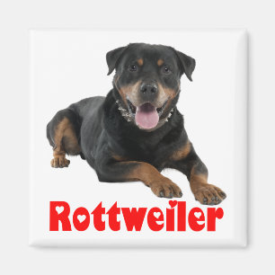 Imán cachorro de dibujos animados rottweiler marrón y n