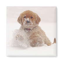 Cachorro de Golden Retriever en la Nieve