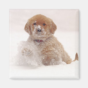 Imán Cachorro de Golden Retriever en la Nieve