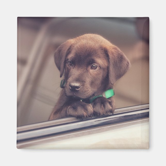 Imán Cachorro De Labrador De Chocolate En Coche (Frente)